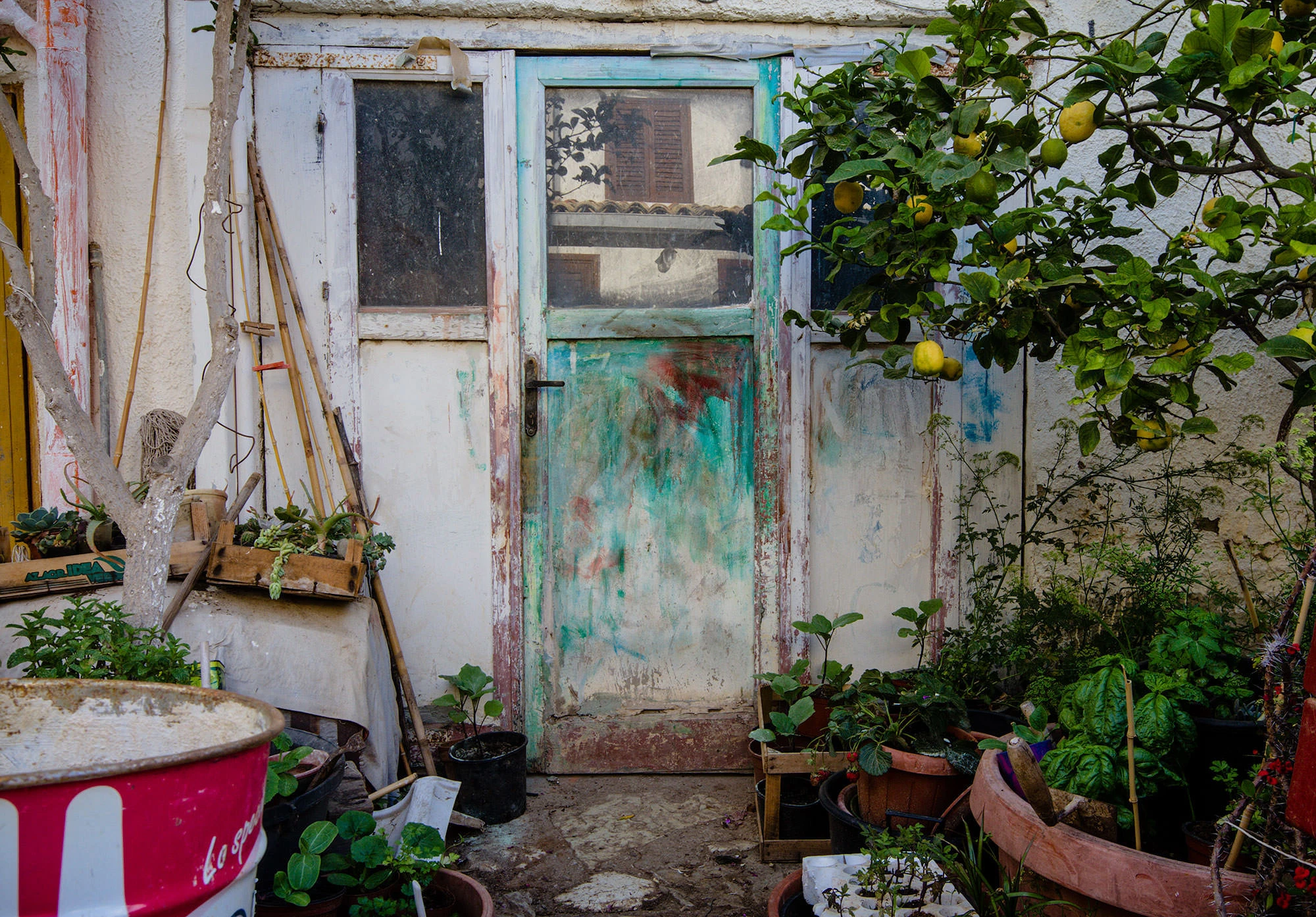 Lemon tree at the door of a gardener's shed in Scopello.