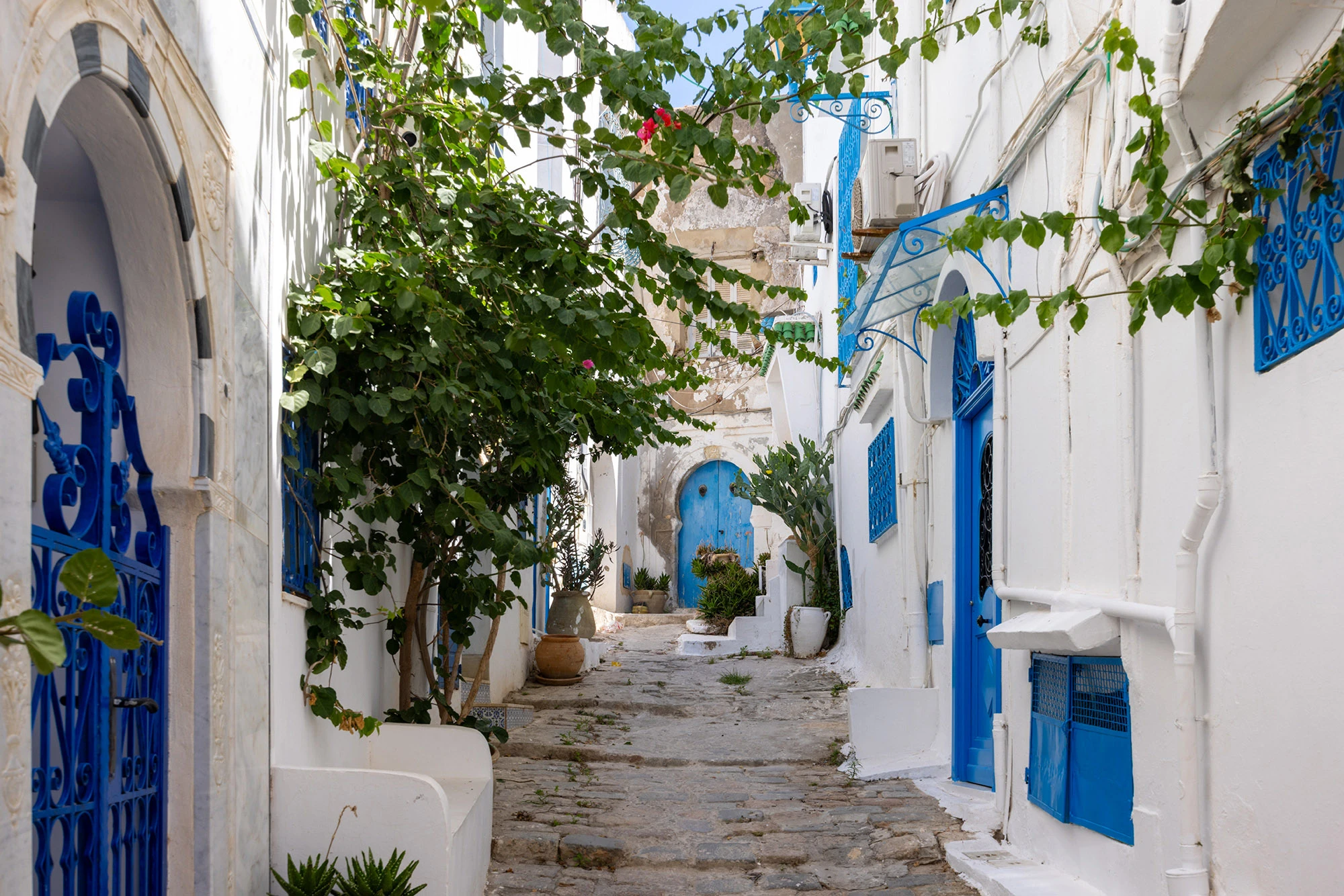 Steep cobblestone passageway in Sidi Bou Said shaded by green vines and framed by whitewashed walls, cobalt doors, and wrought-iron balconies. The layered textures of stone, foliage, and blue detailing capture the intimacy and quiet rhythm that define the village's timeless harmony.