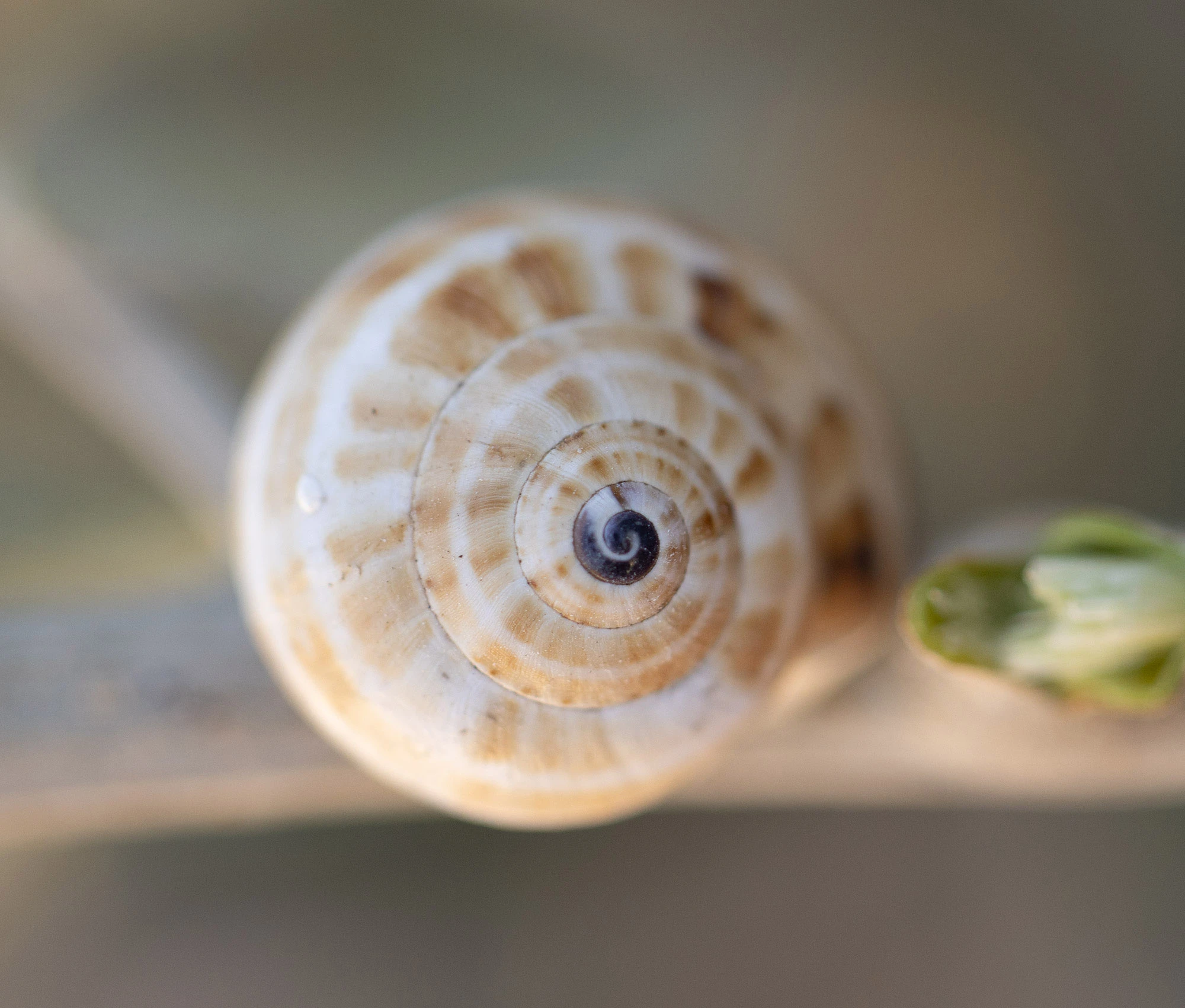 A close-up of a small land snail shell clinging to a dry plant stem at the Ta' Ċenċ cliffs in Gozo, Malta. The shell spirals in perfect symmetry with tan and cream banding, its delicate pattern standing out against the blurred backdrop of limestone and sea air. These hardy snails are part of the fragile ecosystem that survives along the island's wild coastal headlands.