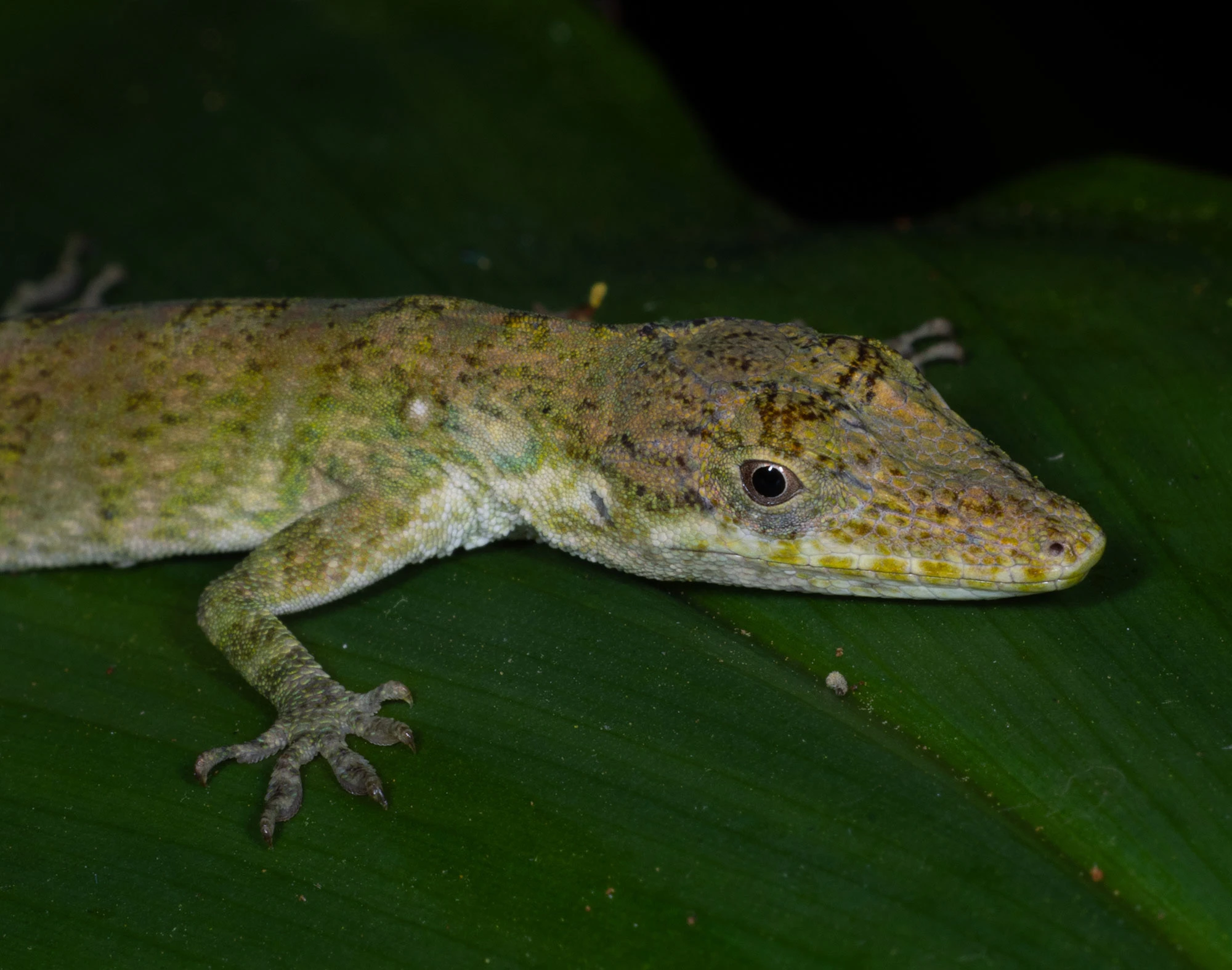 A Solitary Anole rests motionless on a mossy branch deep within the Santa Marta Mountains of Colombia. Its muted green scales and still posture blend into the cloud forest surroundings, making it nearly invisible among the lichen and leaves.