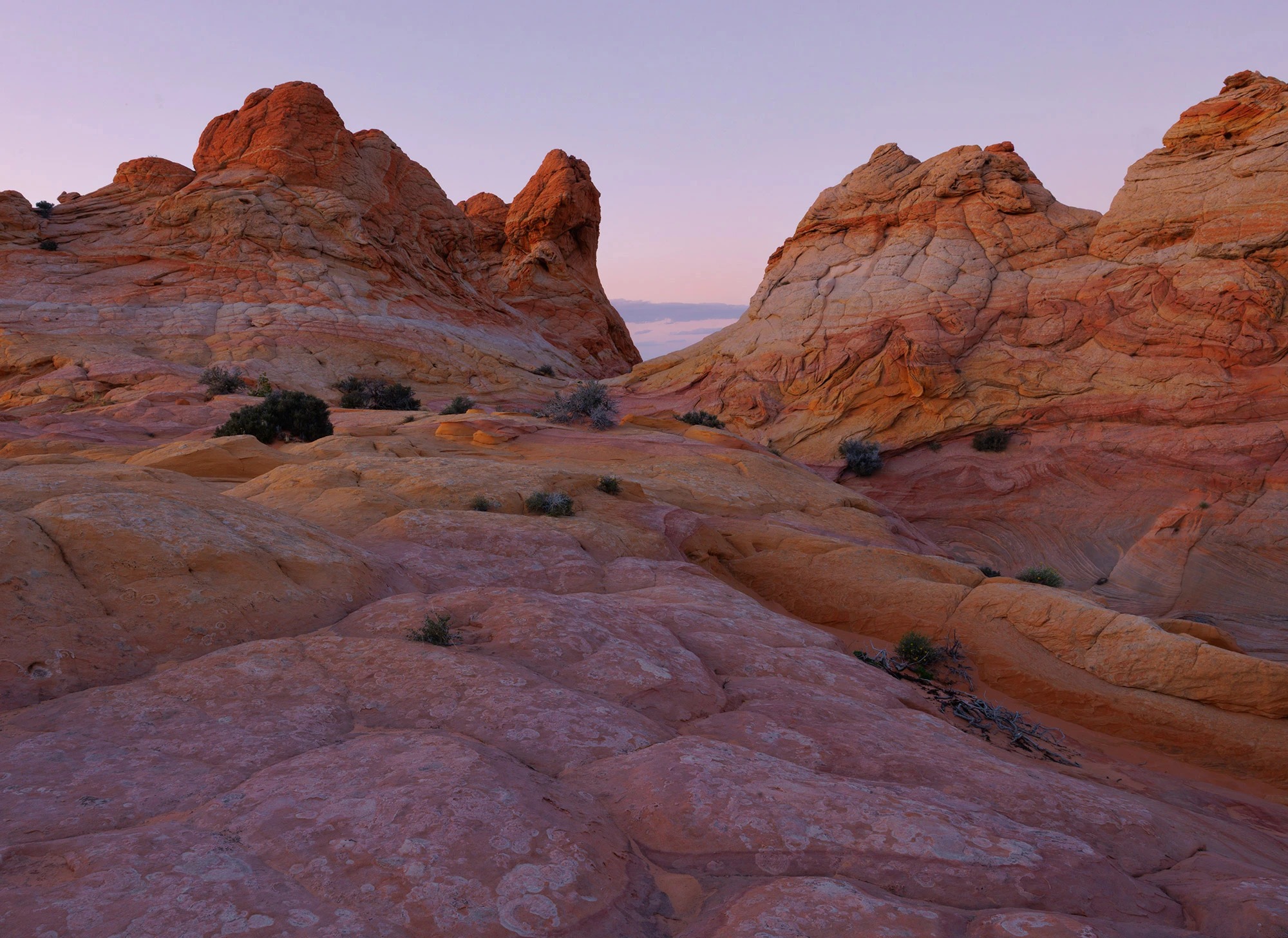 Rounded and ridged sandstone formations in South Coyote Buttes are bathed in the soft, diffuse light of twilight. The textured rock surfaces show subtle bands of red, orange, and lavender, while scattered desert shrubs cling to the stone.