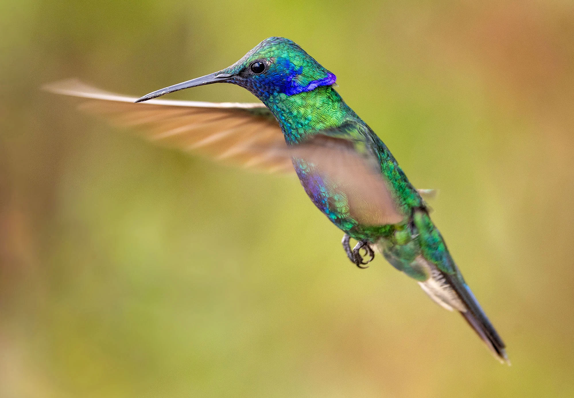A Sparkling Violetear hovers midair in the El Dorado Reserve of Colombia's Santa Marta Mountains, its iridescent feathers flashing vivid blues and greens. The hummingbird's jewel-toned plumage glistens in the filtered forest light as it feeds from a nearby flower.