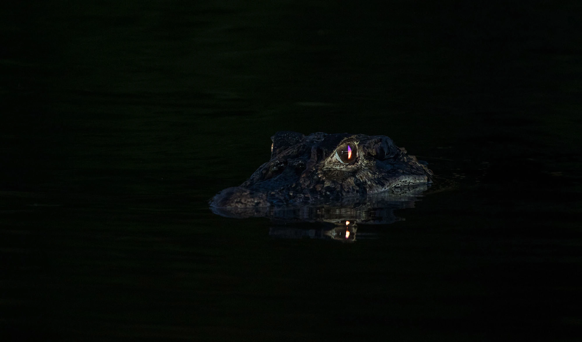 A Spectacled Caiman floats almost motionless in the dark waters of Panama's Soberanía National Park. Only its ridged snout and one gleaming eye catch the faint moonlight, reflecting red as it watches from the surface of the canal's backwaters.
