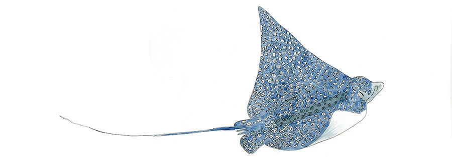 Eagle Ray on Guana Cay near Bakers Bay