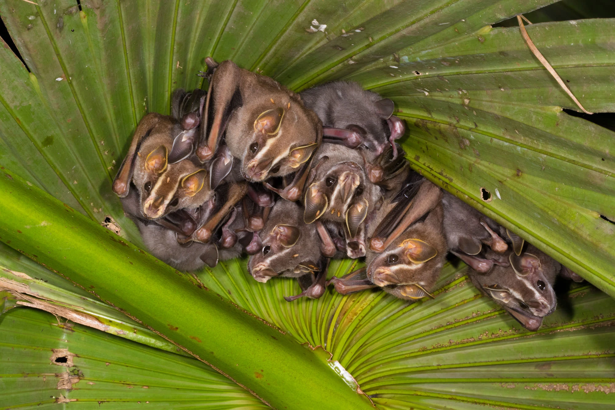 A cluster of Tent-making Bats (Uroderma bilobatum) roosting beneath a folded palm leaf in Panama's Soberanía National Park. Their pointed ears and leaf-shaped nose flaps peek out from the green shelter they've engineered by biting the leaf ribs to create a tent-like canopy.