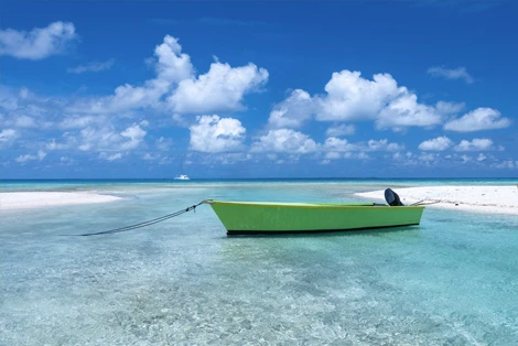Jellyfish in Tikehau