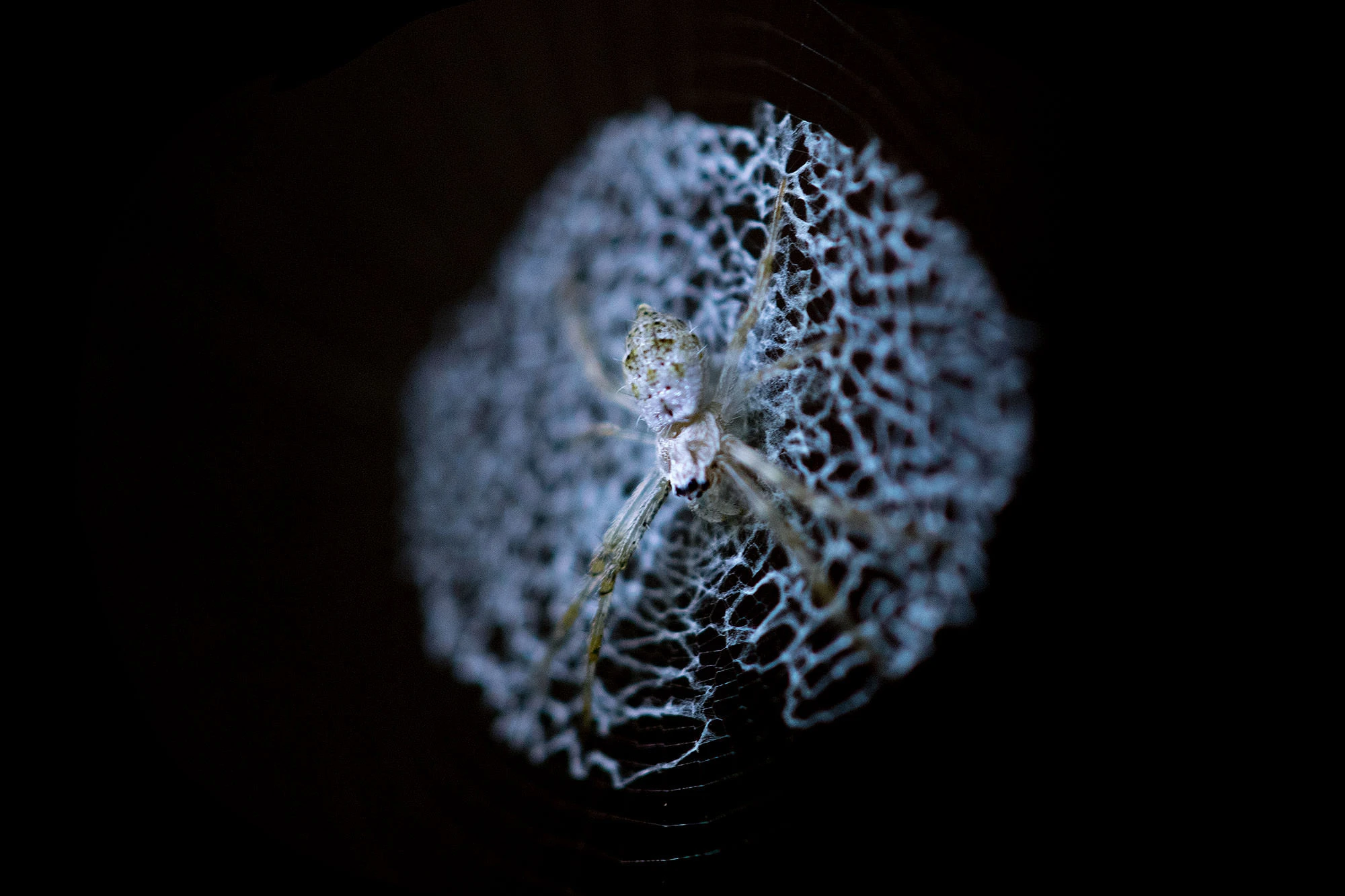 A tiny spider clings to the center of its intricate circular web deep in Panama's lowland rainforest. The gossamer threads catch faint light, forming a lace-like halo that reveals the delicate geometry of the jungle's miniature world.