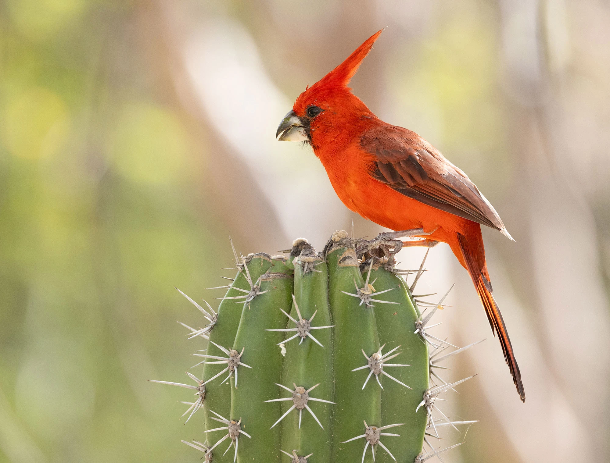 A Vermilion Cardinal perches in the dry thickets of La Guajira, its brilliant red plumage glowing against the muted desert brush. Known locally as the Guajira Cardinal, this striking bird features prominently in Wayuu mythology, as José Luis explains during the encounter.