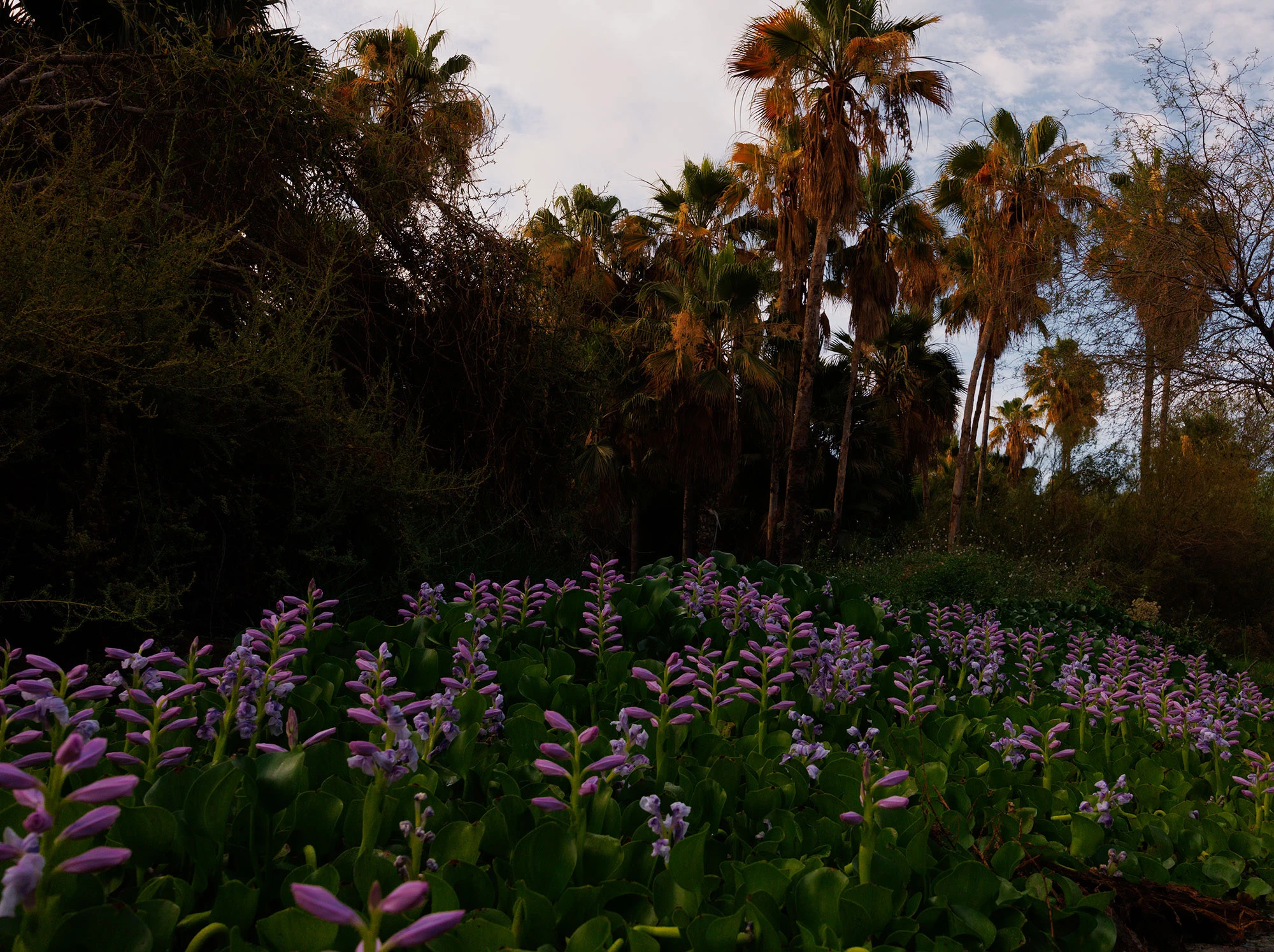 Blooming Water Hyacinth floating in the San José del Cabo Estuary, its violet petals rising above glossy green leaves that drift on still freshwater channels.