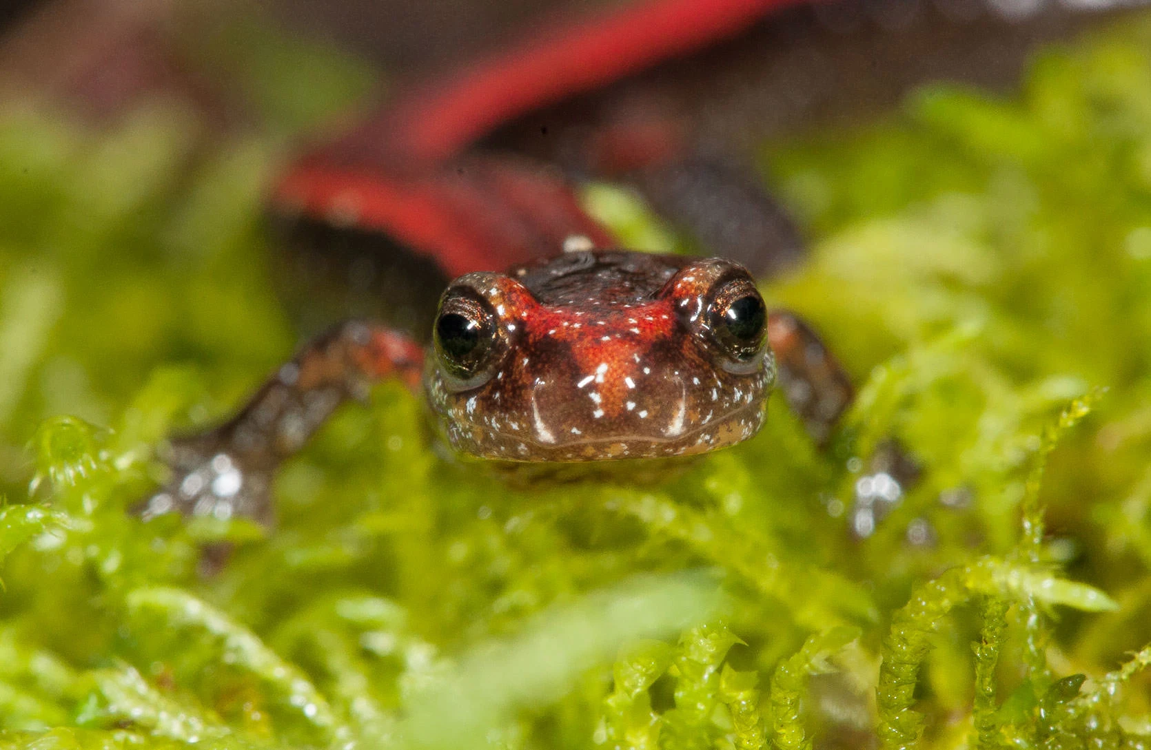 Close-up of a Western Red-backed Salamander resting among vibrant green moss, its glossy brown skin and red dorsal stripe glistening in the soft forest light. The salamander's curious gaze and delicate, moist texture highlight the fragile beauty of Pacific Northwest forest microhabitats.