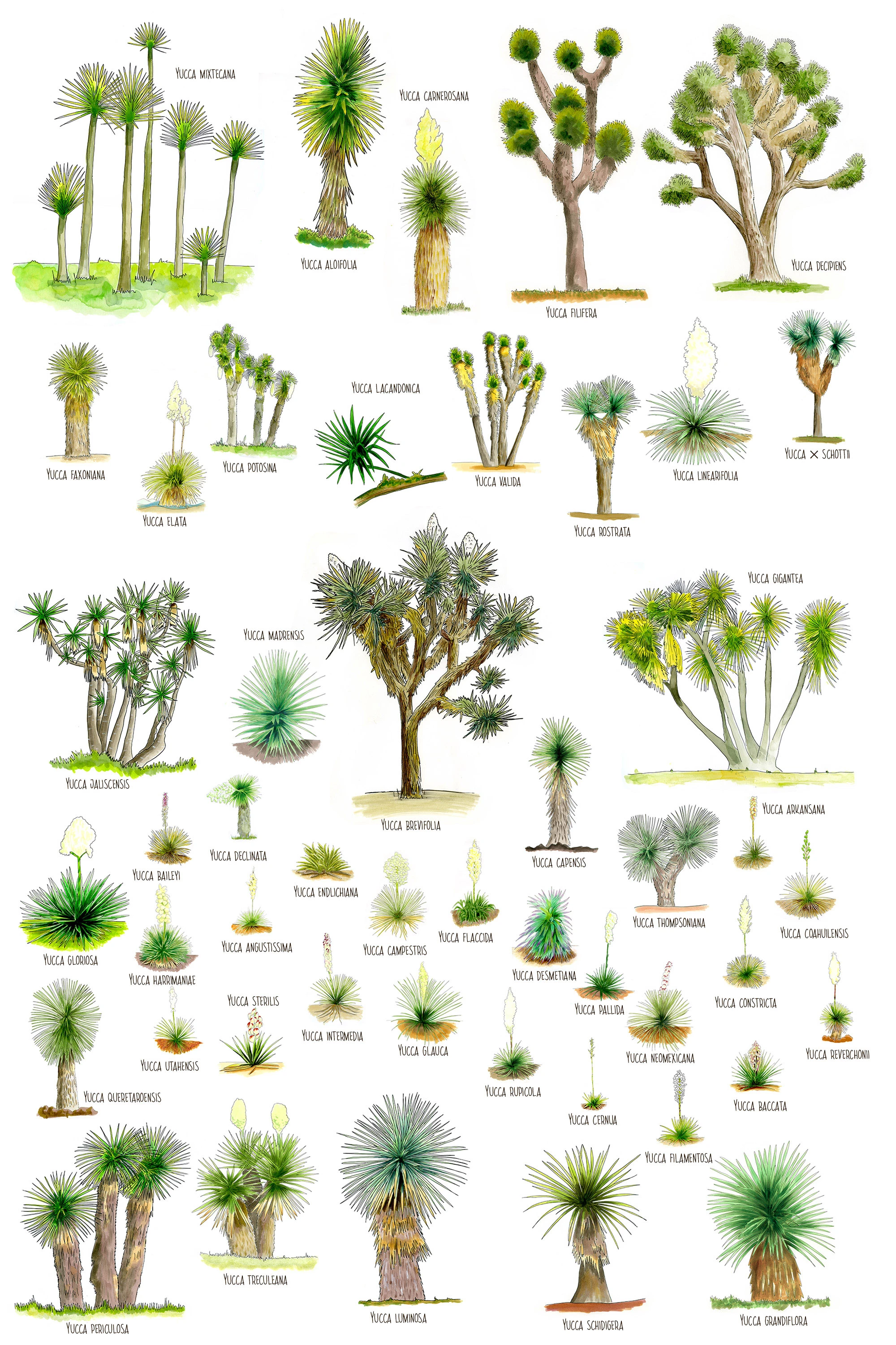 Hand-drawn poster of every known wild yucca species, each labeled with its scientific name, illustrated in watercolor and ink with a whimsical, field-sketch style.